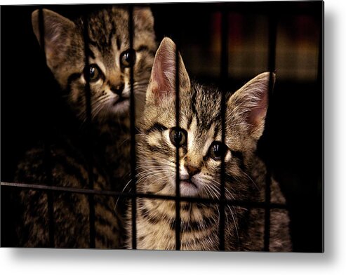 Kittens Metal Print featuring the photograph Take me home by Tatiana Travelways