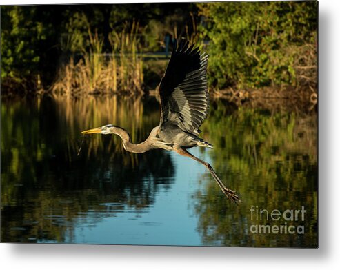 Great Metal Print featuring the photograph Taking Flight by Quinn Sedam