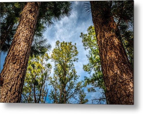 Sky Metal Print featuring the photograph Tall Pines by Doug Long