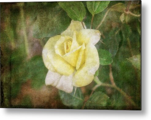 Rose Metal Print featuring the photograph Tapestry Rose by Joan Bertucci