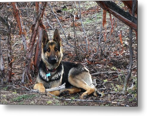 Tara Metal Print featuring the photograph Tara by Julia Ivanovna Willhite