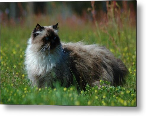 Animals Metal Print featuring the photograph Taste of Freedom by Lori Mellen-Pagliaro