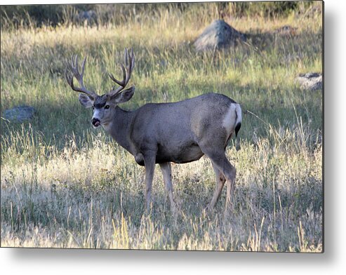 Mule Deer Metal Print featuring the photograph Tasty by Shane Bechler