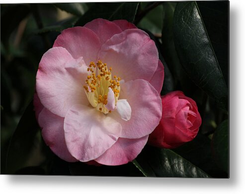 Camellia Metal Print featuring the photograph Taylor's Perfection Camellia by Tammy Pool