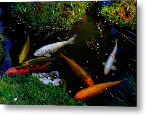 Bonnie Follett Metal Print featuring the photograph Tea Garden Koi 2 by Bonnie Follett