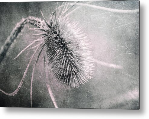 Plant Metal Print featuring the photograph Teazel Weed by Tom Mc Nemar