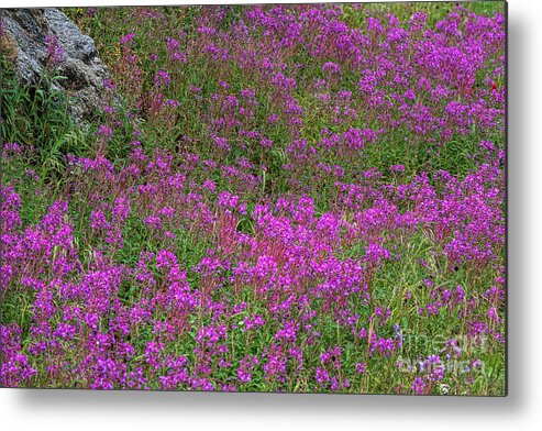 Fireweed Metal Print featuring the photograph Technicolor Dreams by Jim Garrison