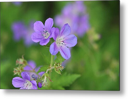 Flowers Metal Print featuring the photograph Teeny-Tiny Trio by Monnie Ryan