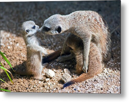  Metal Print featuring the photograph Tender Care by Bill Robinson