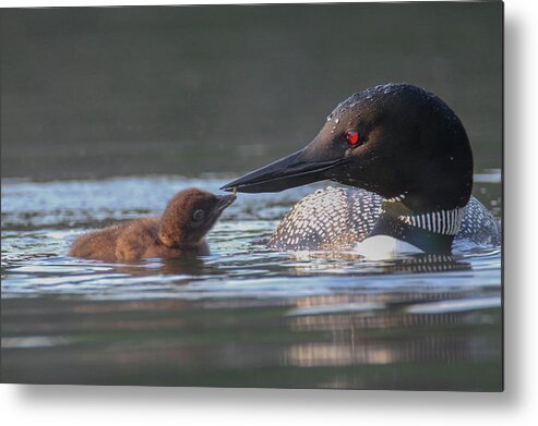 Loon Metal Print featuring the photograph Tender Moment by Brook Burling