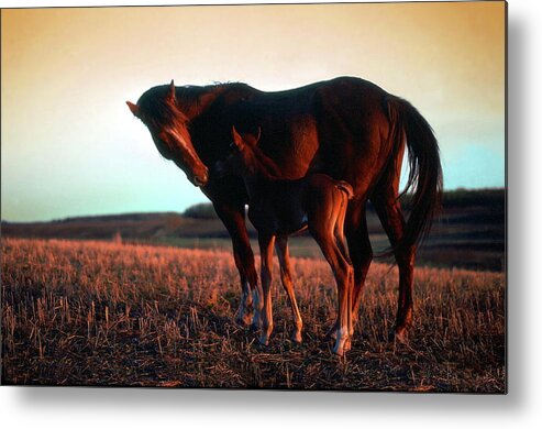 Horses Metal Print featuring the photograph Tender Moment by Jim Sauchyn