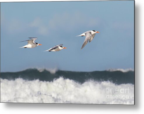 Birds Metal Print featuring the photograph Terns In Flight by Mimi Ditchie