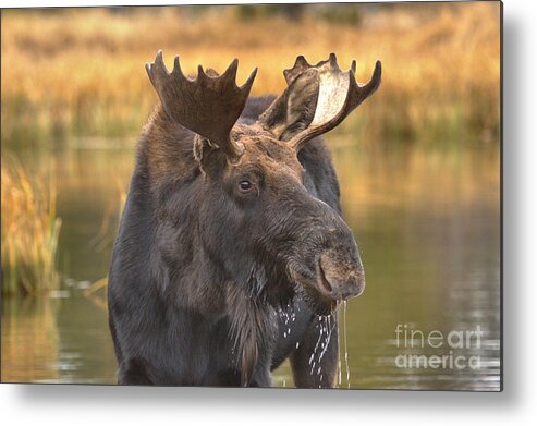 Moose Face Metal Print featuring the photograph Moose Smile by Adam Jewell