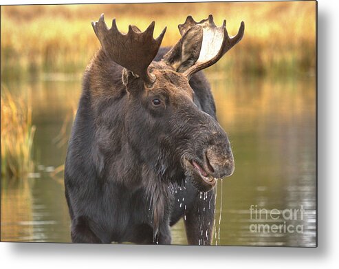 Moose Face Metal Print featuring the photograph Dripping Moose Closeup by Adam Jewell
