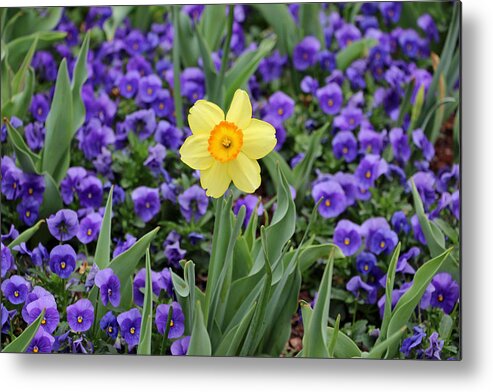 Daffodil Metal Print featuring the photograph Texas Blooms 39 by Pamela Critchlow