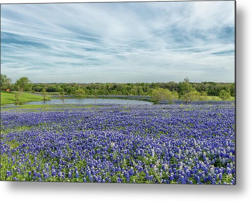 Texas Wildflowers Metal Print featuring the photograph Texas Bluebonnets 13 by Victor Culpepper