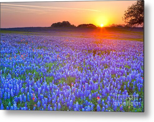 Texas Blue Bonnets Metal Print featuring the photograph Texas bluebonnets by Keith Kapple