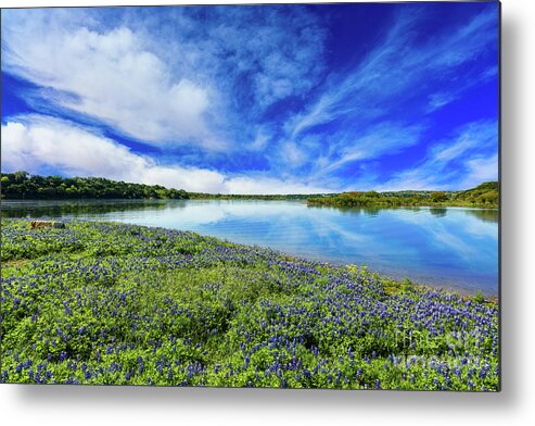 Austin Metal Print featuring the photograph Texas Bluebonnets by Raul Rodriguez