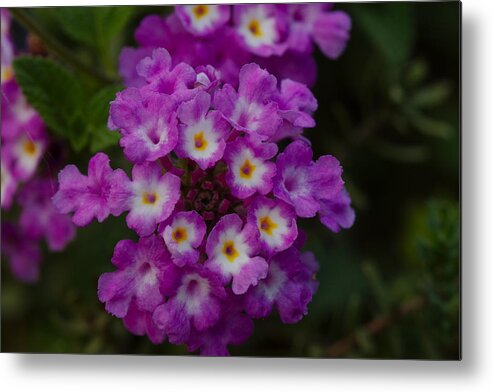 James Smullins Metal Print featuring the photograph Texas lantana by James Smullins