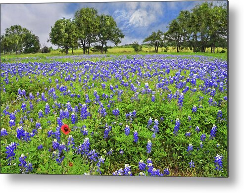 Wildflowers Metal Print featuring the photograph Texas Spring by Lynn Bauer