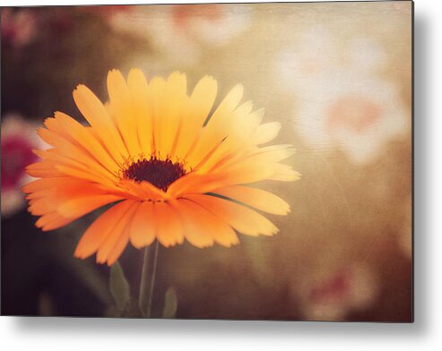 Flower Photos Metal Print featuring the photograph Textured Marigold by Carol Japp