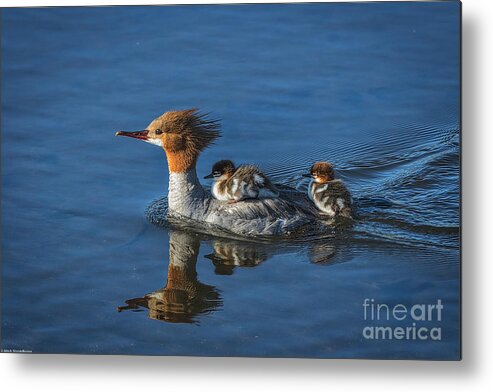Mommy Merganser Metal Print featuring the photograph Thanks Mom by Mitch Shindelbower