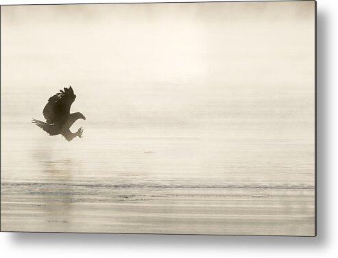 American Bald Eagle Metal Print featuring the photograph That Moment by Thomas Young