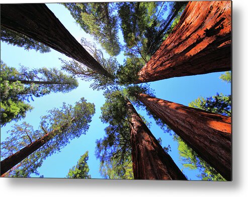 Redwoods Metal Print featuring the photograph The Bachelor and the Three Graces by Rick Berk