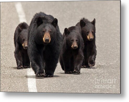 Black Bear Metal Print featuring the photograph The Bears Are Coming by Natural Focal Point Photography