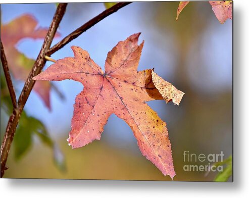 Autumn Metal Print featuring the photograph The Beauty of Fall by JL Images