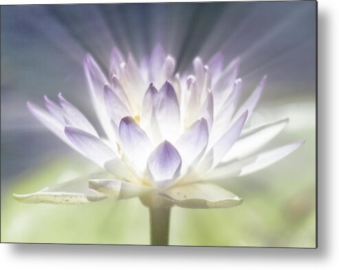 Lotus Flower Metal Print featuring the photograph The Beauty Within by Douglas Barnard