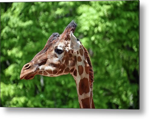 Giraffe Metal Print featuring the photograph The Big Guy by Kuni Photography