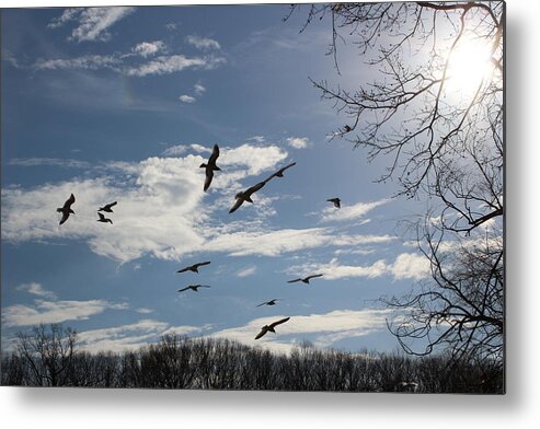 Scene Metal Print featuring the photograph The Blue Skies of Winter by Dora Sofia Caputo