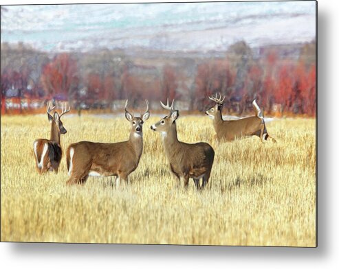 White-tail Deer Metal Print featuring the photograph The Bucks Stop Here White-Tail Deer by Jennie Marie Schell