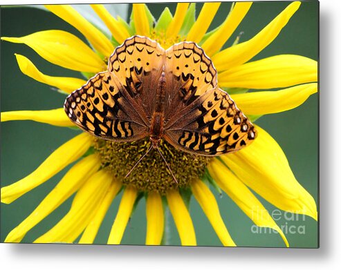 Butterfly Metal Print featuring the photograph The Butterfly Effect by Tina LeCour