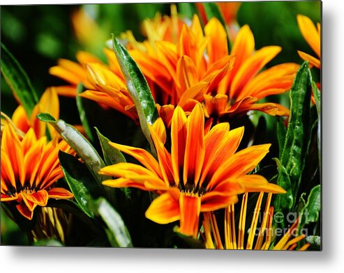 Flowers Metal Print featuring the photograph The colors of spring by Julie Adair