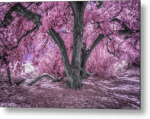 New Mexico Metal Print featuring the photograph The Cottonwood in the Bosque by Michael McKenney