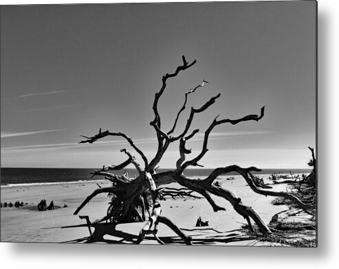 Nature Metal Print featuring the photograph The Dead in Black and White by DB Hayes