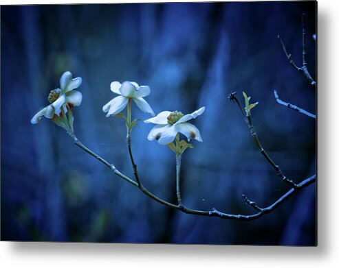 Texas Dogwoods Metal Print featuring the photograph The Dogwoods are Blooming by Linda Unger