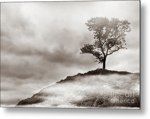 Tree Metal Print featuring the photograph The Edge of Never by Dana DiPasquale