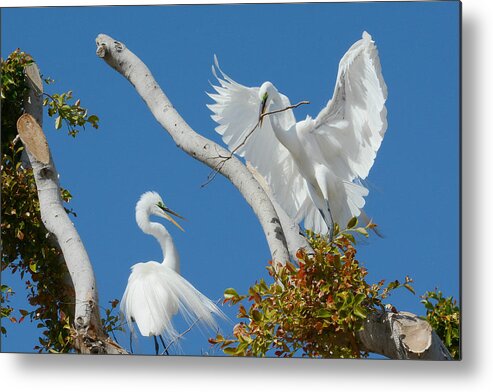 Ardea Alba Metal Print featuring the photograph The Exchange 2 by Fraida Gutovich