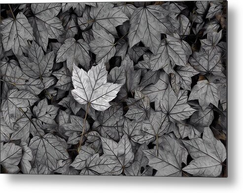 Leaf Metal Print featuring the photograph The Fallen by Mark Fuller