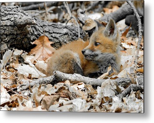 Fox Cubs Metal Print featuring the photograph The fang by Sam Rino