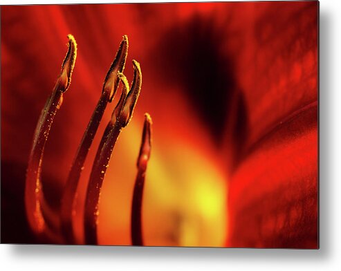 Lily Metal Print featuring the photograph The Fire Within by Mike Eingle