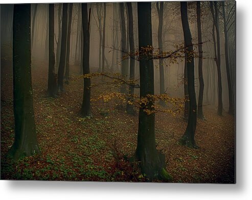 Forest Metal Print featuring the photograph The Fog by Plamen Petkov