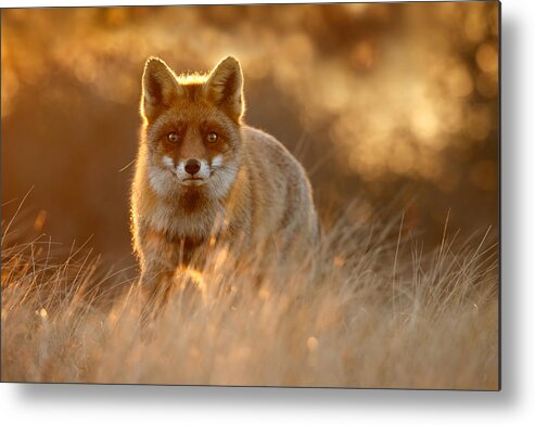 Red Fox Metal Print featuring the photograph The Fox with the Golden Face by Roeselien Raimond