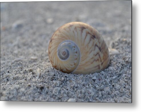 Sanibel Island Metal Print featuring the photograph The Gaudy Nautica by Melanie Moraga