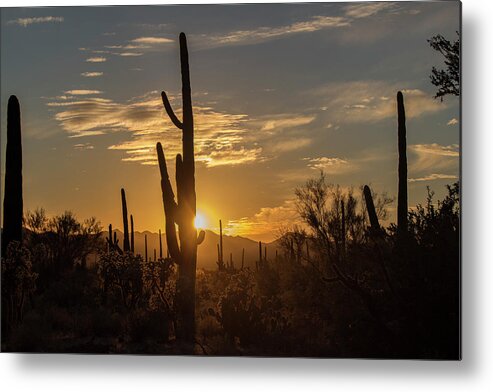 Landscape Metal Print featuring the photograph The Golden Hour by Teresa Wilson