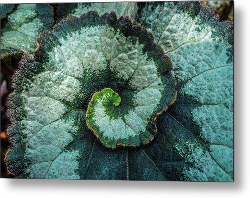 Leaf Metal Print featuring the photograph The Golden Ratio of the leaf by Lilia S