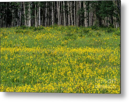 Aspen And Flowers Metal Print featuring the photograph The Golden Shore by Jim Garrison